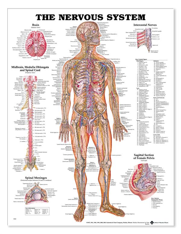 Nerve-system-anatomi.jpg