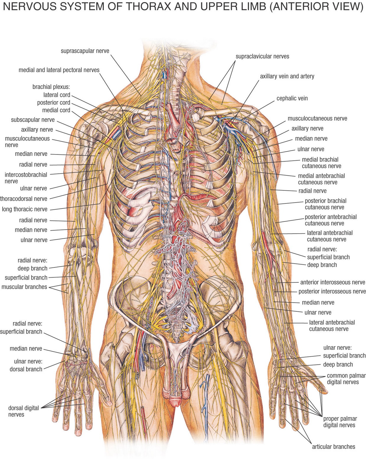 Skeletmand_Thorax_and_Upper_Limb_Anterior_View.jpg